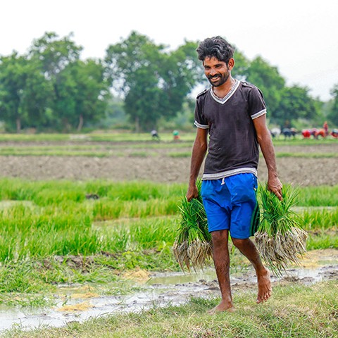 A farmer harvesting crops supported by Synergy Marine Group's CSR intervention